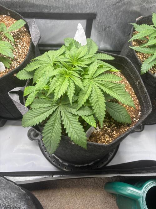 CLOUDLAB 642, Advance Grow Tent 4x2. Week 2