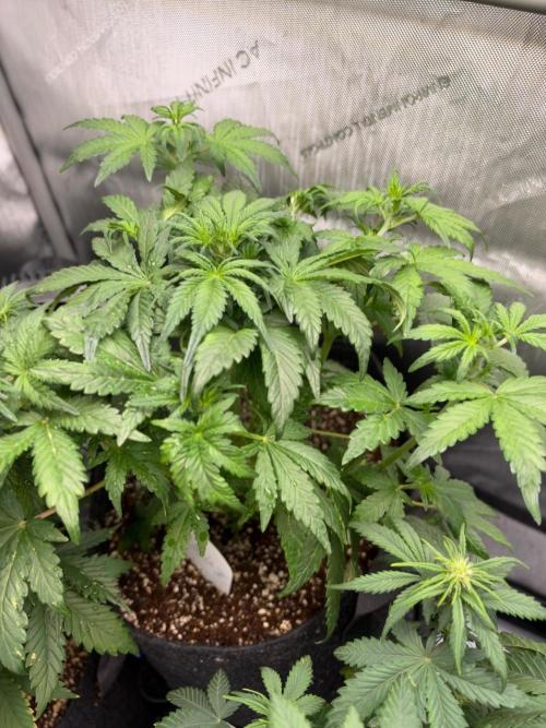 CLOUDLAB 642, Advance Grow Tent 4x2. Week 4