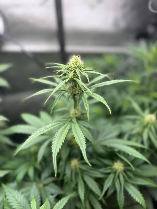 Grow #5 Lemon Cherry Auto 42. Week 4