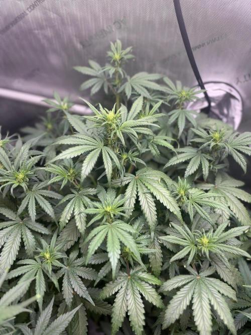 CLOUDLAB 642, Advance Grow Tent 4x2. Week 5
