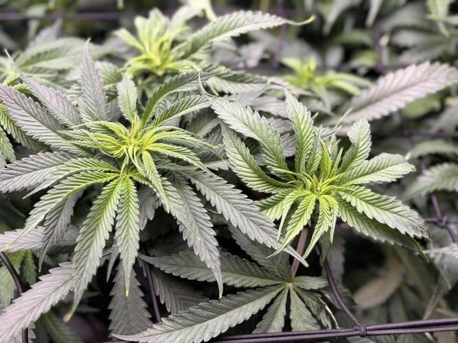 Grow #4 Coochie Runtz (Repeat). Week 8