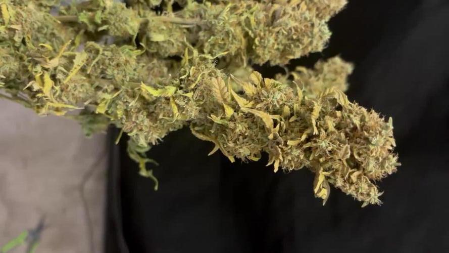 Grow #3 BF - Dos Si Dos 33