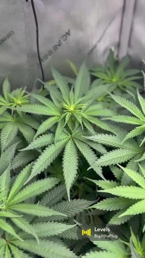 Grow #4 Coochie Runtz (Repeat)