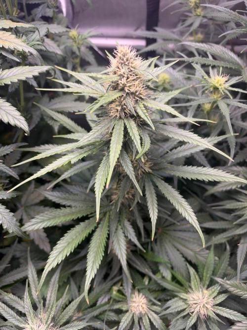 Grow #5 Lemon Cherry Auto 42. Week 5