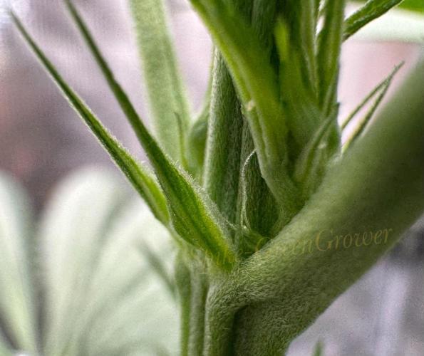 Spike-GreenGrower
