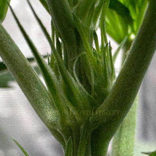Spike-GreenGrower
