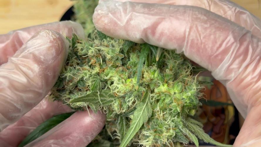 Pink Gelato (new 2025 release)