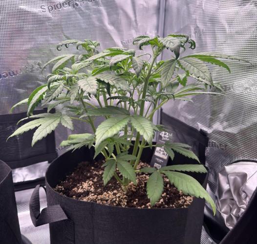 Getting Frosty with the Boys. Week 4 - Oct 21