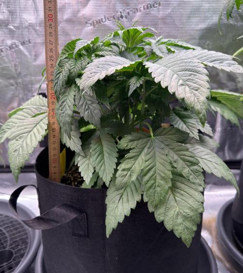 Scary Jane. Week 4 - Nov 1