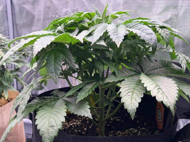 Scary Jane. Week 4 - Nov 1