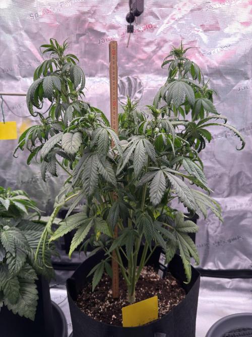 Getting Frosty with the Boys. Week 6 - Nov 4