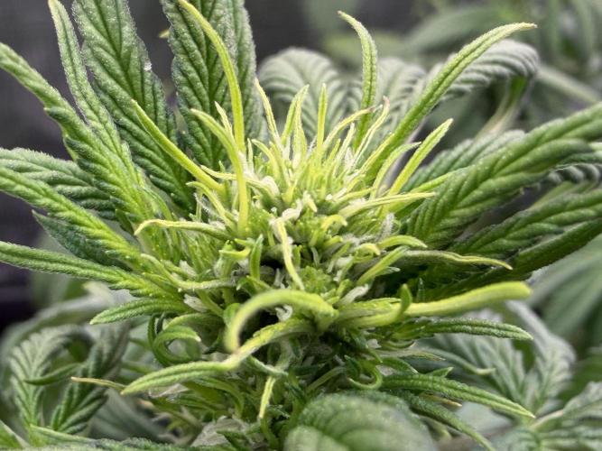 Getting Frosty with the Boys. Week 6 - Nov 4