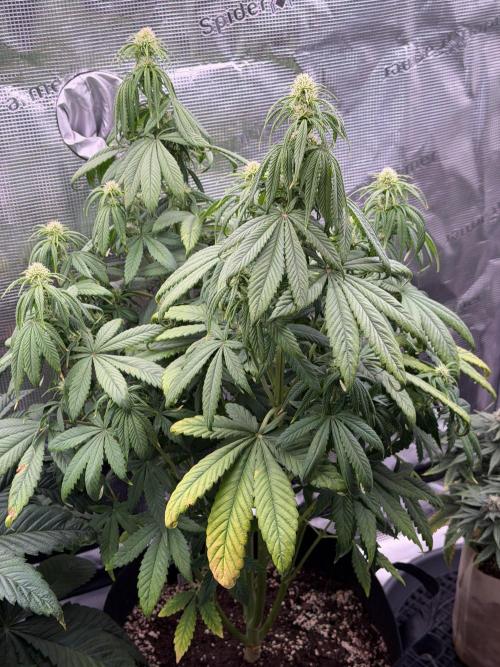 Getting Frosty with the Boys. Week 6 - Nov 7