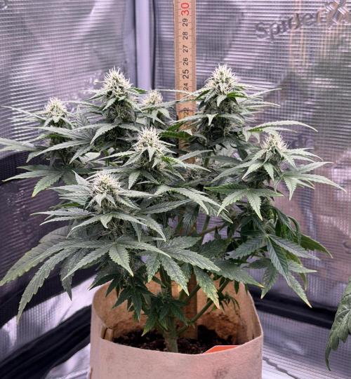 Kickass #2. Week 7 - Nov 4