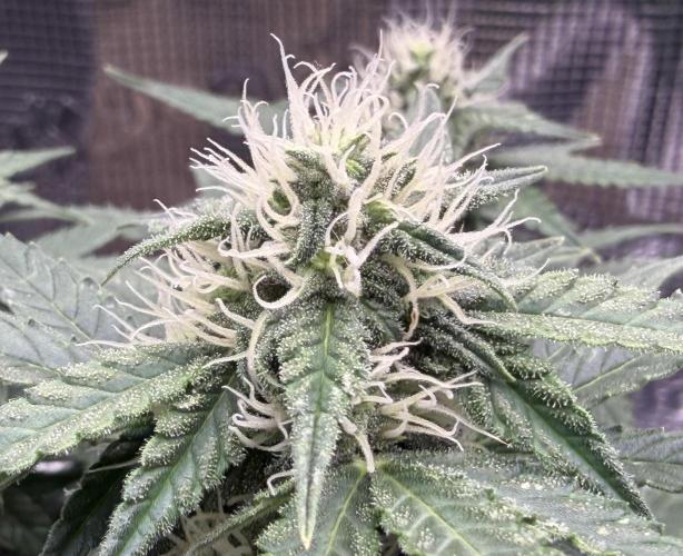 Kickass #2. Week 7 - Nov 4