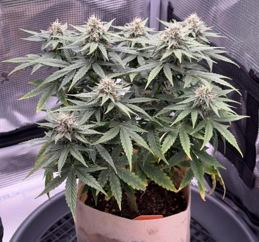 Kickass #2. Week 7 - Nov 7