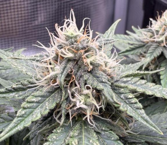 Kickass #2. Week 7 - Nov 7