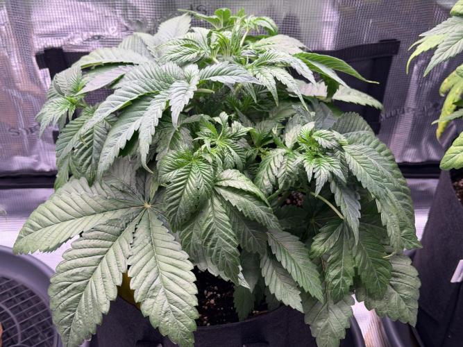 Scary Jane. Week 5 - Nov 4