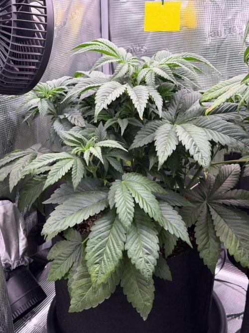 Scary Jane. Week 5 - Nov 7