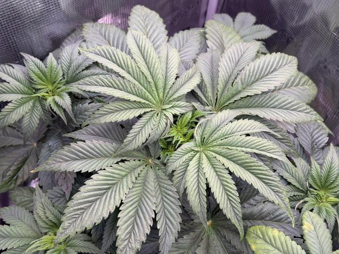 Scary Jane. Week 5 - Nov 7