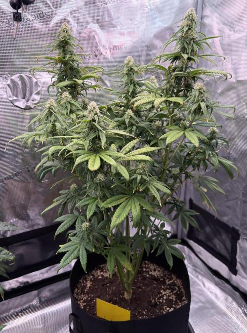 Getting Frosty with the Boys. Week 7 - Nov 14