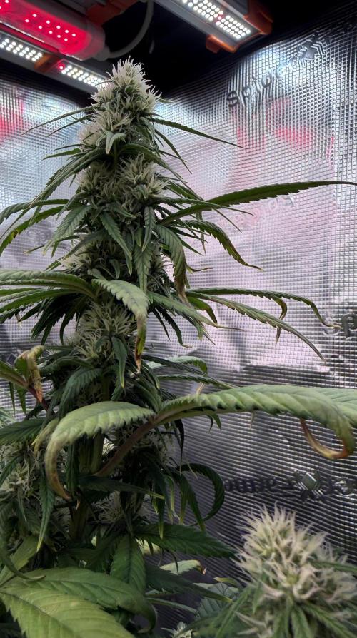 Getting Frosty with the Boys. Week 7 - Nov 14