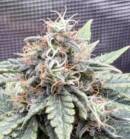 Kickass #2. Week 8 - Nov 11