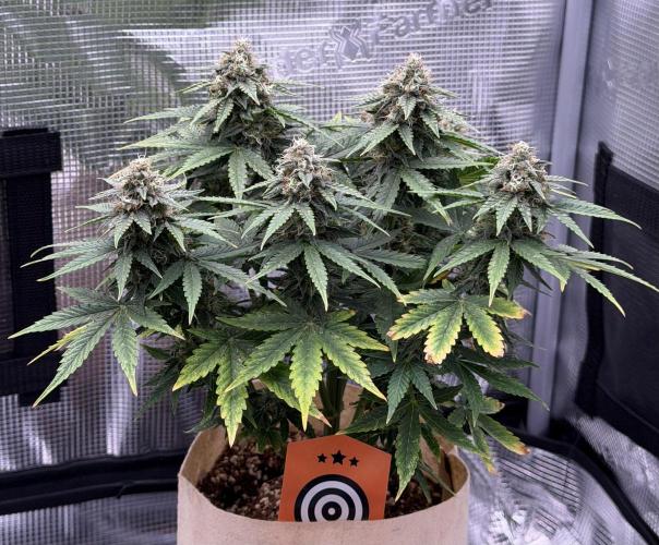 Kickass #2. Week 8 - Nov 14