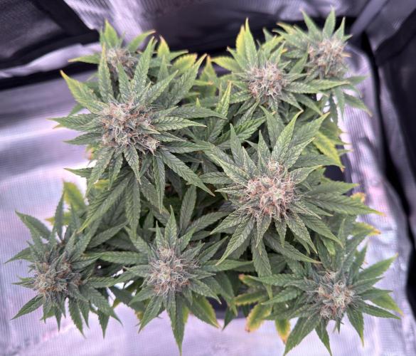 Kickass #2. Week 8 - Nov 14