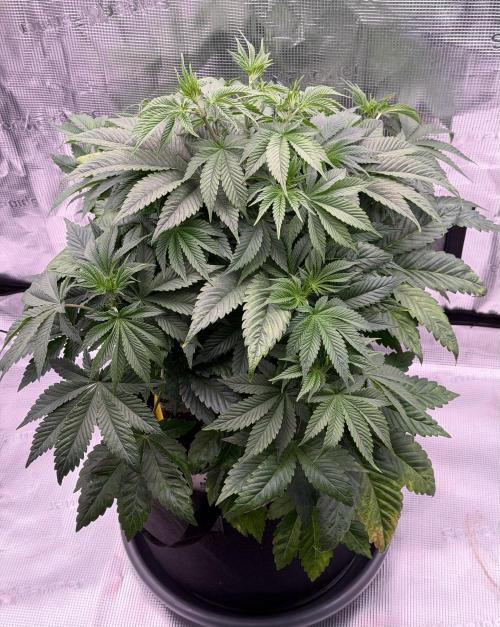 Scary Jane. Week 6 - Nov 14