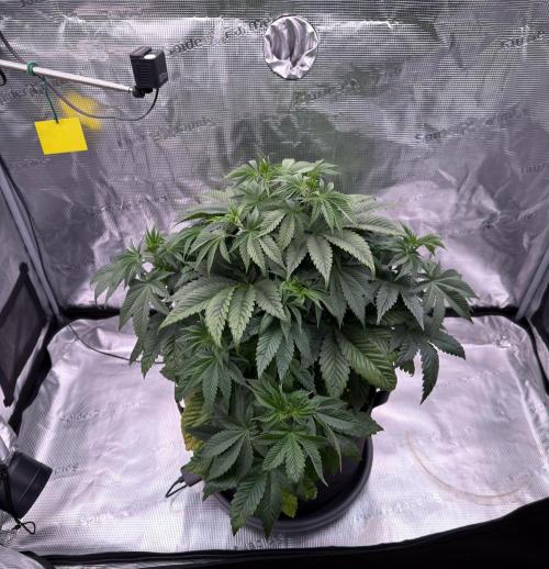 Scary Jane. Week 6 - Nov 14