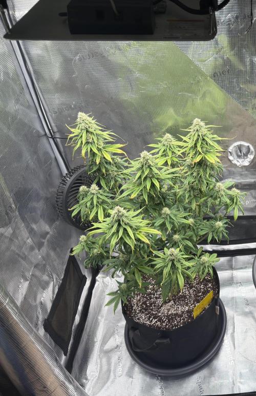 Getting Frosty with the Boys. Week 8 - Nov 16