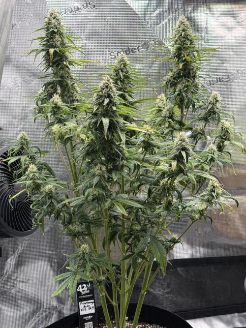 Getting Frosty with the Boys. Week 8 - Nov 21