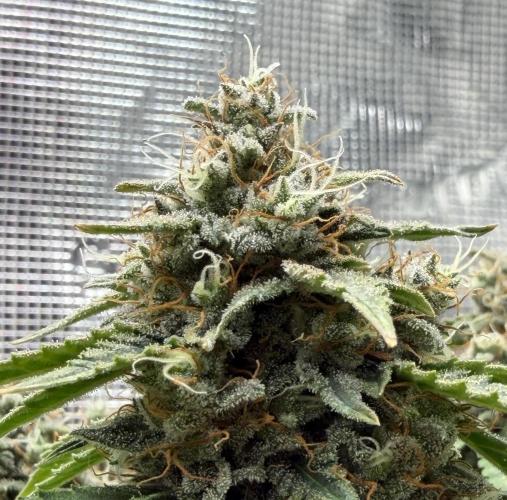 Kickass #2. Week 9 - Nov 16