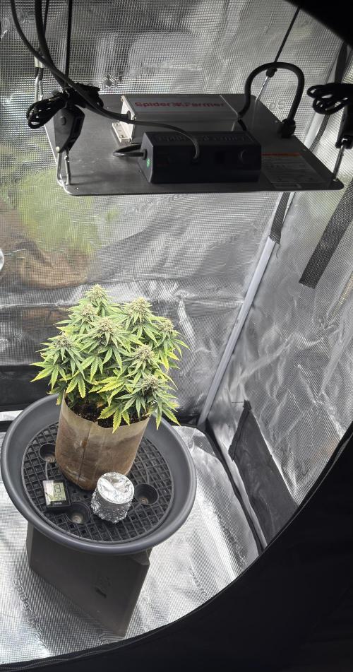 Kickass #2. Week 9 - Nov 21