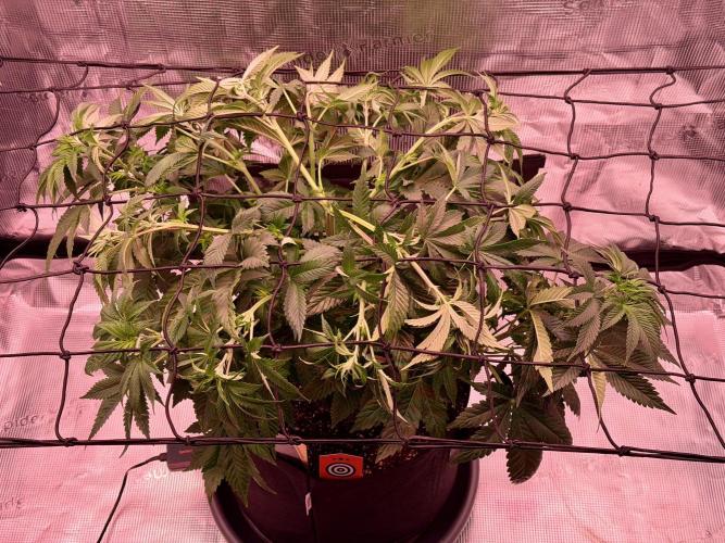 Scary Jane. Week 7 - Nov 16