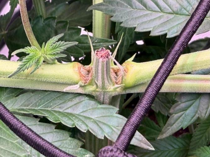 Scary Jane. Week 7 - Nov 19