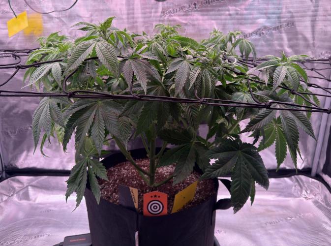 Scary Jane. Week 7 - Nov 19