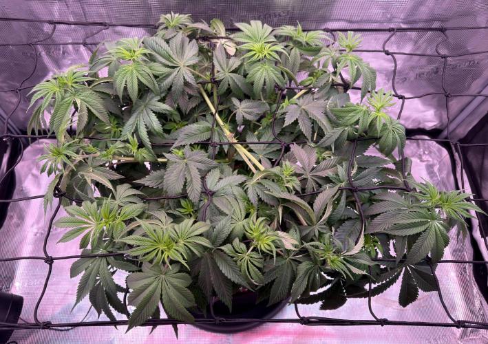 Scary Jane. Week 7 - Nov 19