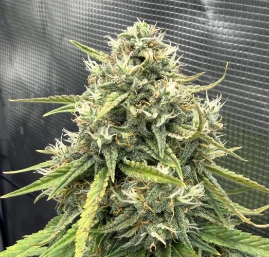 Getting Frosty with the Boys. Week 9 - Nov 26