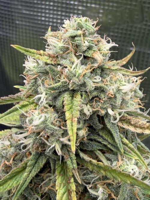 Getting Frosty with the Boys. Week 9 - Nov 28