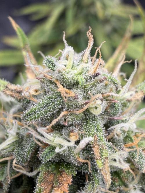 Getting Frosty with the Boys. Week 9 - Nov 28 trichome check