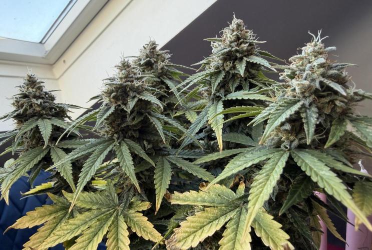 Kickass #2. Week 10 - Nov 23