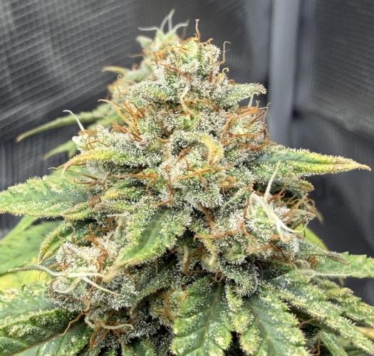 Kickass #2. Week 10 - Nov 23