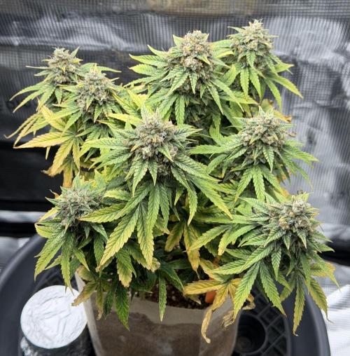 Kickass #2. Week 10 - Nov 25