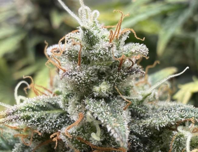 Kickass #2. Week 10 - Nov 25