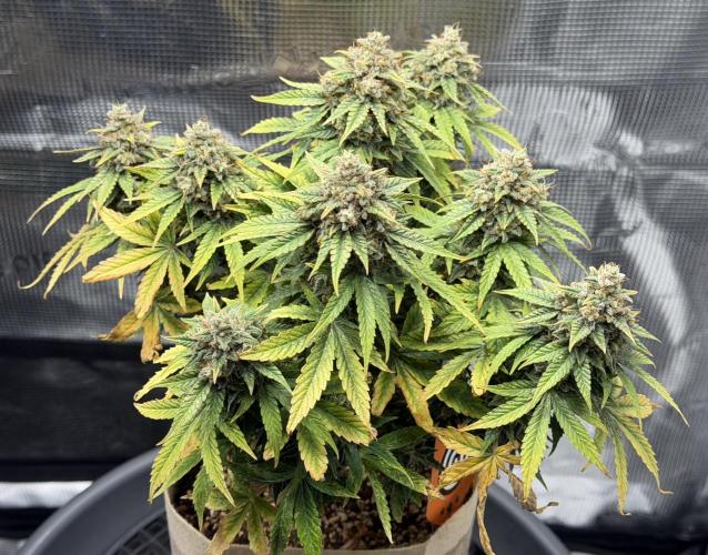 Kickass #2. Week 10 - Nov 28