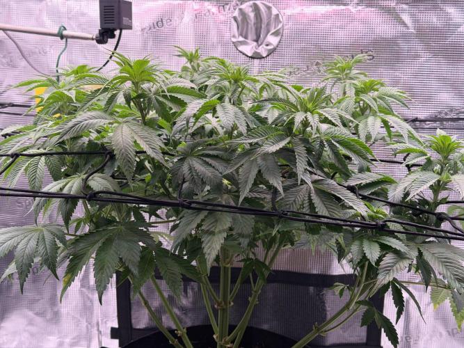 Scary Jane. Week 8 - Nov 25