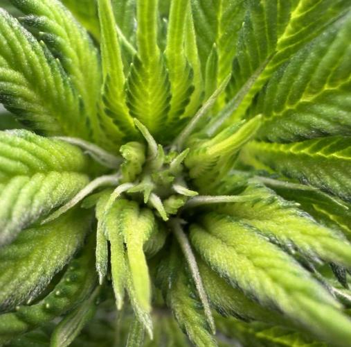 Scary Jane. Week 8 - Nov 25