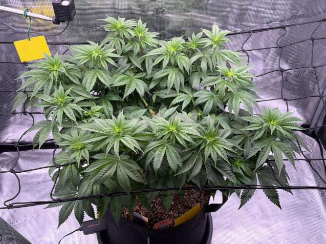 Scary Jane. Week 8 - Nov 25